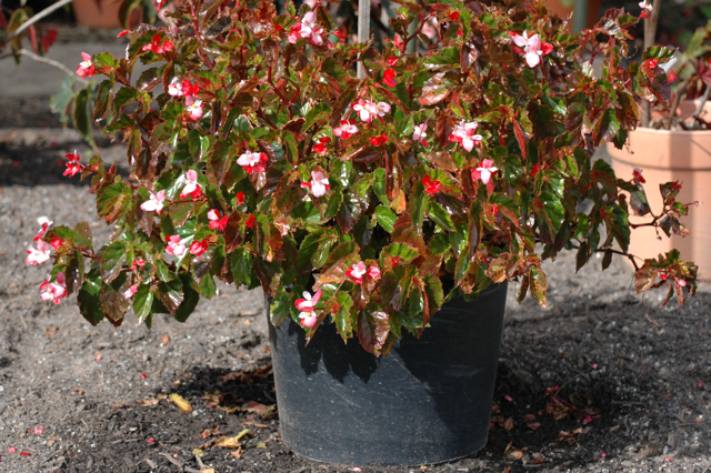 B. ‘Richmondensis’